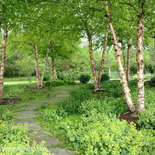 Trees
