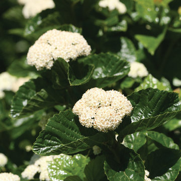 All That Glows™ Viburnum
