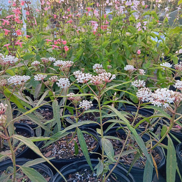 Retail Nursery