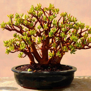 Bonsaï : création & entretien / Cas de Crassula ovata - Style Sabamiki