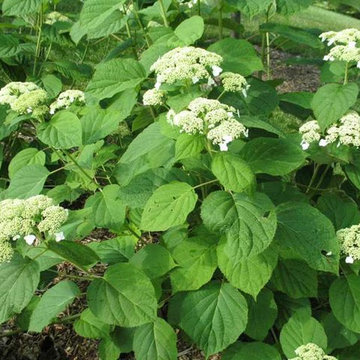 Hydrangea arborescens 'Dardom' WHITE DOME