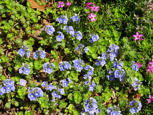 Small Blue Flowers Groundcover, Blue Flower Ground Cover Plants