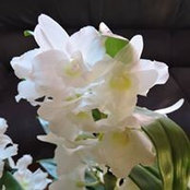 Foto von Isabelle Debrus