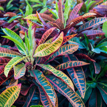 Rainbow House Plants
