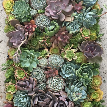 SUCCULENT WALL