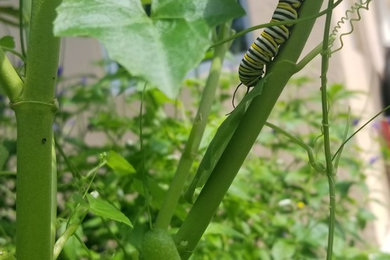 Butterfly Garden