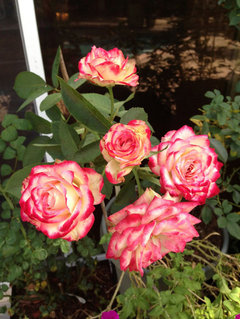 Name the Ten Most Beautiful Roses