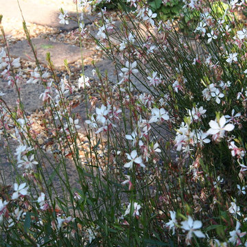 Richmond Garden Design