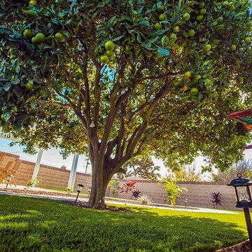 Backyard Remodeling