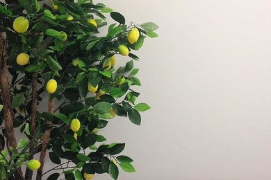Plenish Cleanse Office Lemon Tree