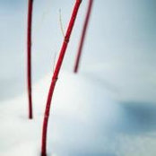 Pascal Arseneau's photo