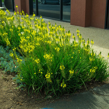 Plants in the Landscape