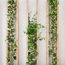 plantas