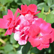 Laura Sullivan's photo
