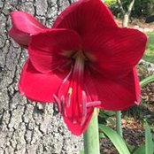 Kerry Davis Saddler's photo
