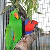 EK Parrots billede