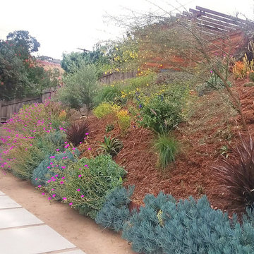 Hillside Landscaping--Backyard