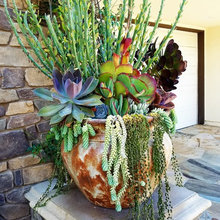 Container Gardens