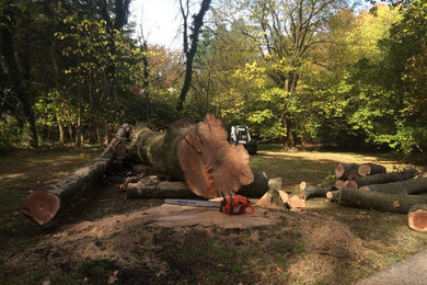 Removing Large Oak Trees in West Chester, PA