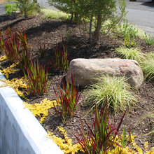 frontyard