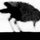 Merel Zwart