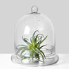 Serene Spaces Living Glass Cloche, Ideal as a Terrarium