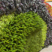 green wall