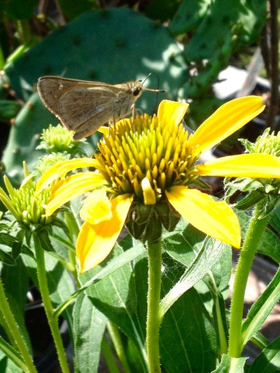 Сад Pollinators