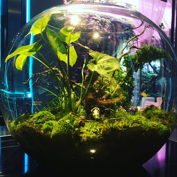 Elma Plant ART