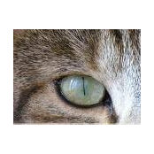 Agnes Huleu Hodges's photo