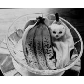 Leo Zhangさんの写真