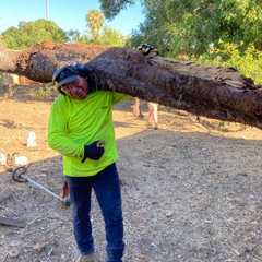 Cesareo tree service
