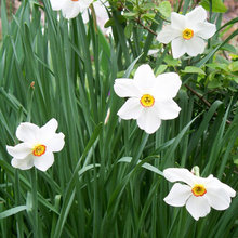 Landscaping - Bulbs