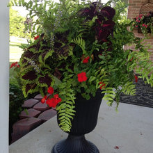 plants