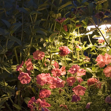 Elgin, SC Flowering Plants in Subtle Illumination