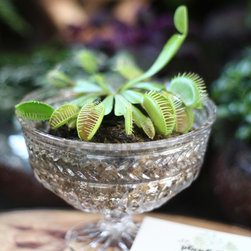 Jungle Bowl : Venus Flytrap - Plants