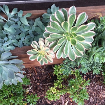 Succulent planter box
