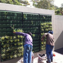 Living Wall