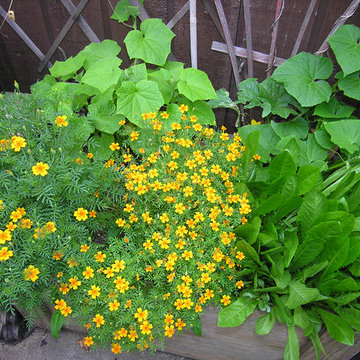 Container plantings and Edible container plantings | Artistry Landscaping Design