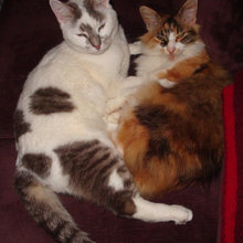 pets