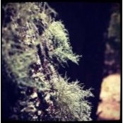Natalie Waghorn's photo