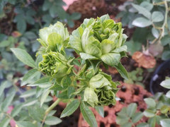 Help with Green Rose ID? | Houzz Forum