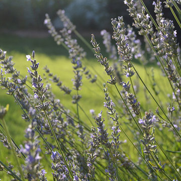 Plantings