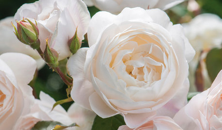 Gorgeous New English Roses From David Austin