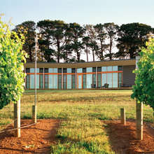 Vineyard