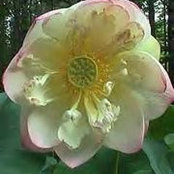Foto von Nancy Phillips