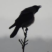 Patrick Barrett's photo