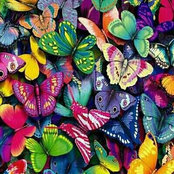 shabnam farahani's photo