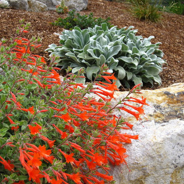 Warm Contemporary Front Garden