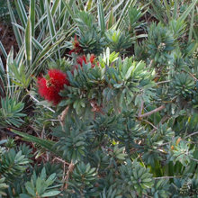 PLANTS